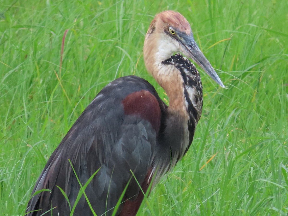 Goliath Heron - ML629376323