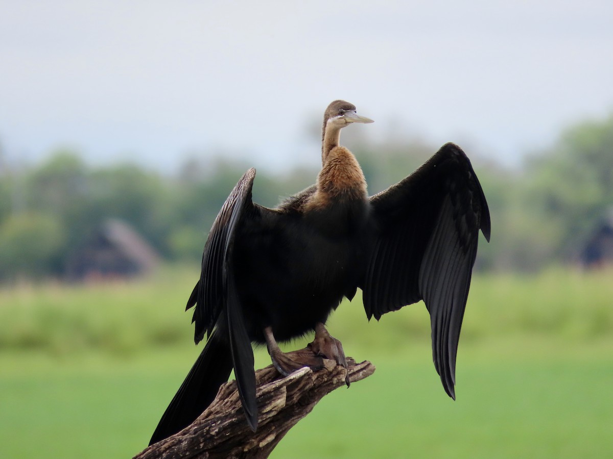 African Darter - ML629376326