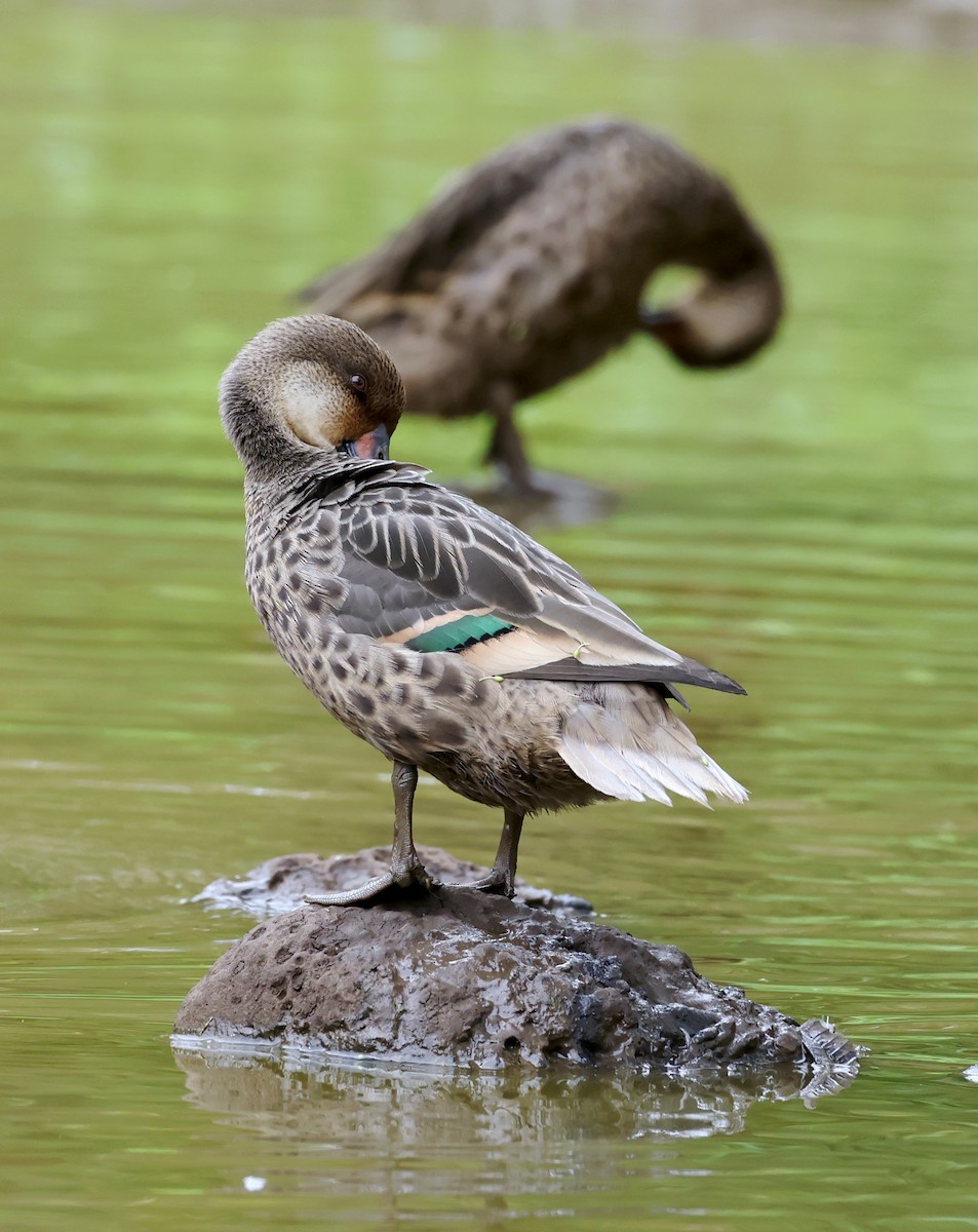 White-cheeked Pintail (Galapagos) - ML629376351