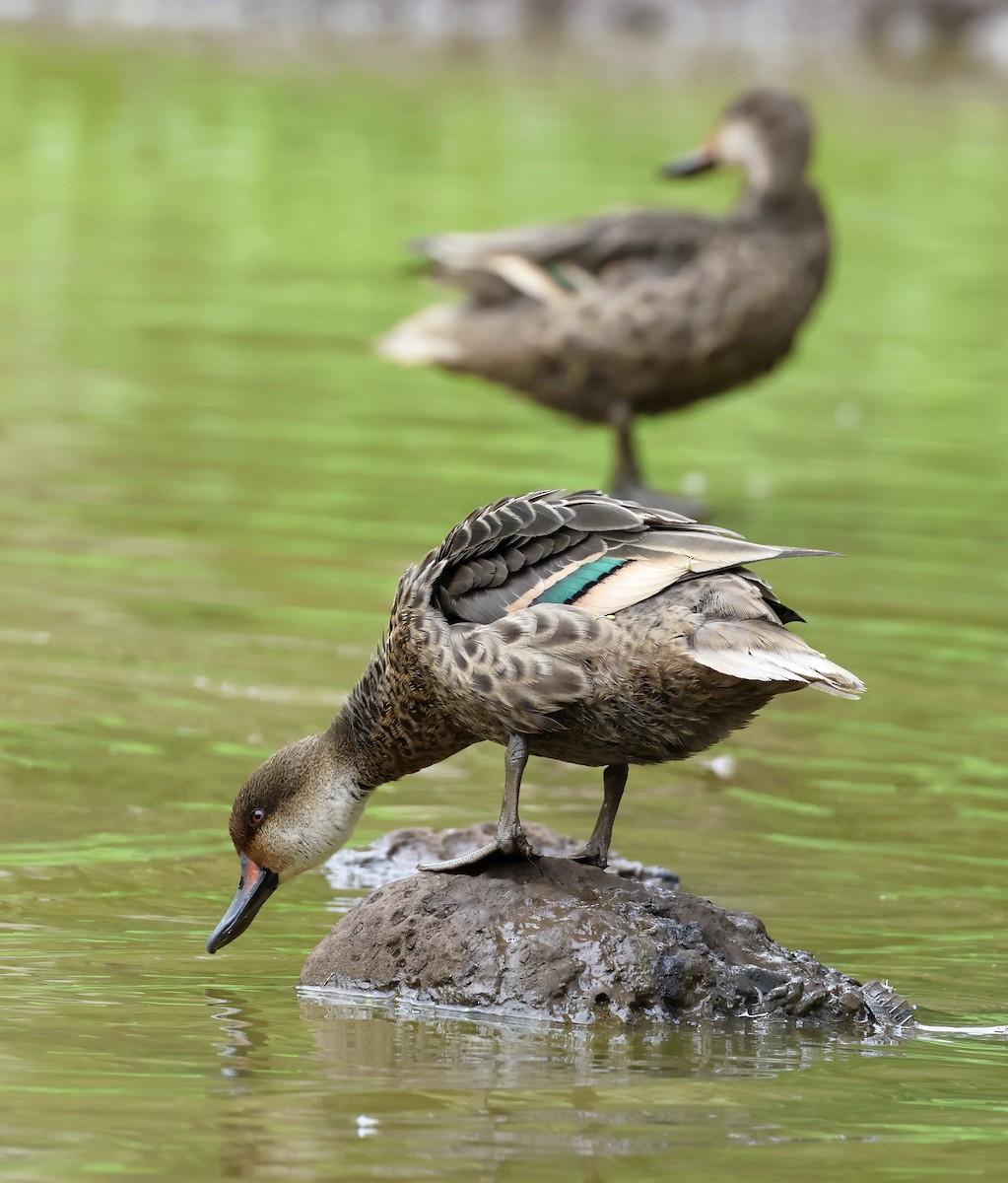 White-cheeked Pintail (Galapagos) - ML629376353