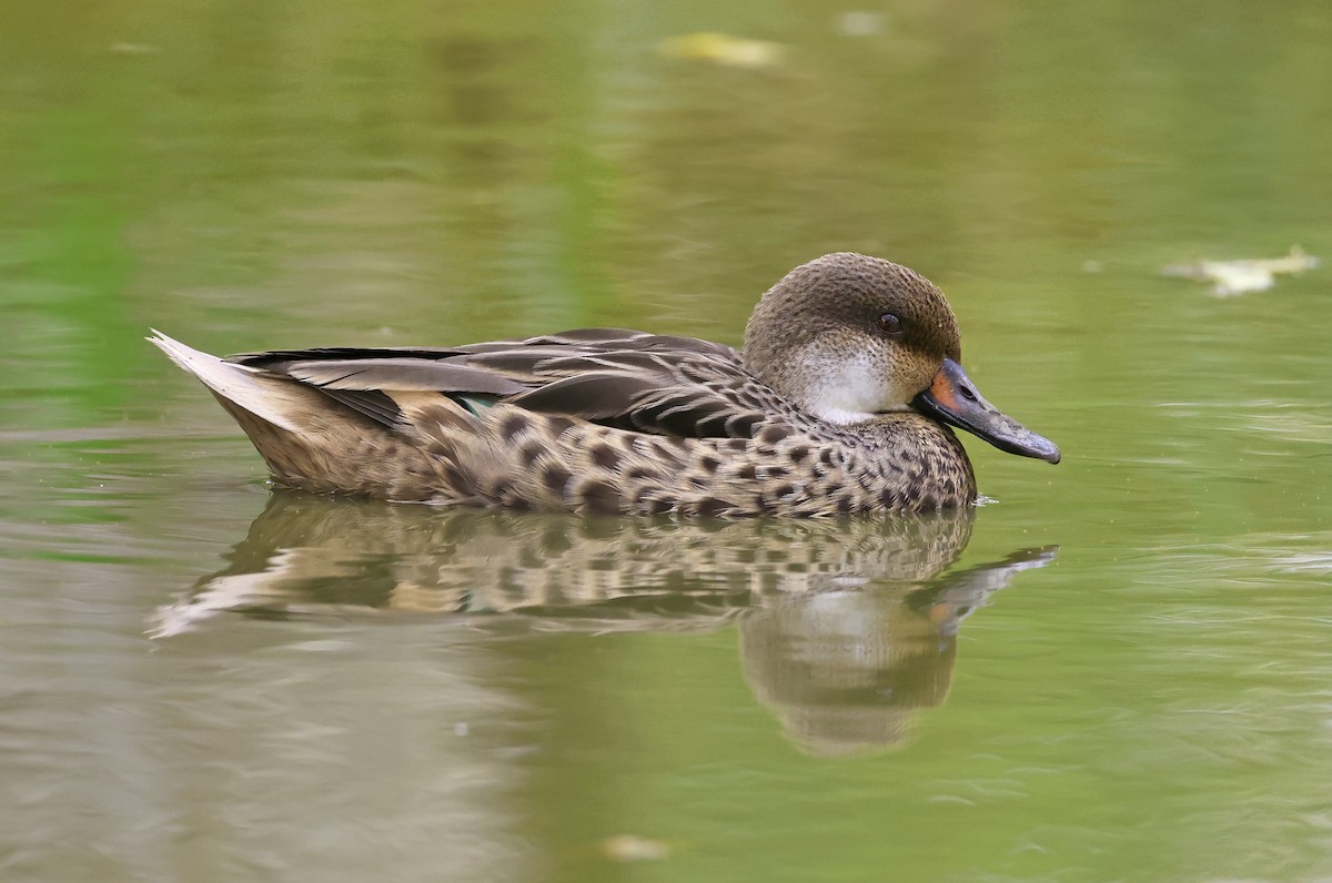 White-cheeked Pintail (Galapagos) - ML629376354