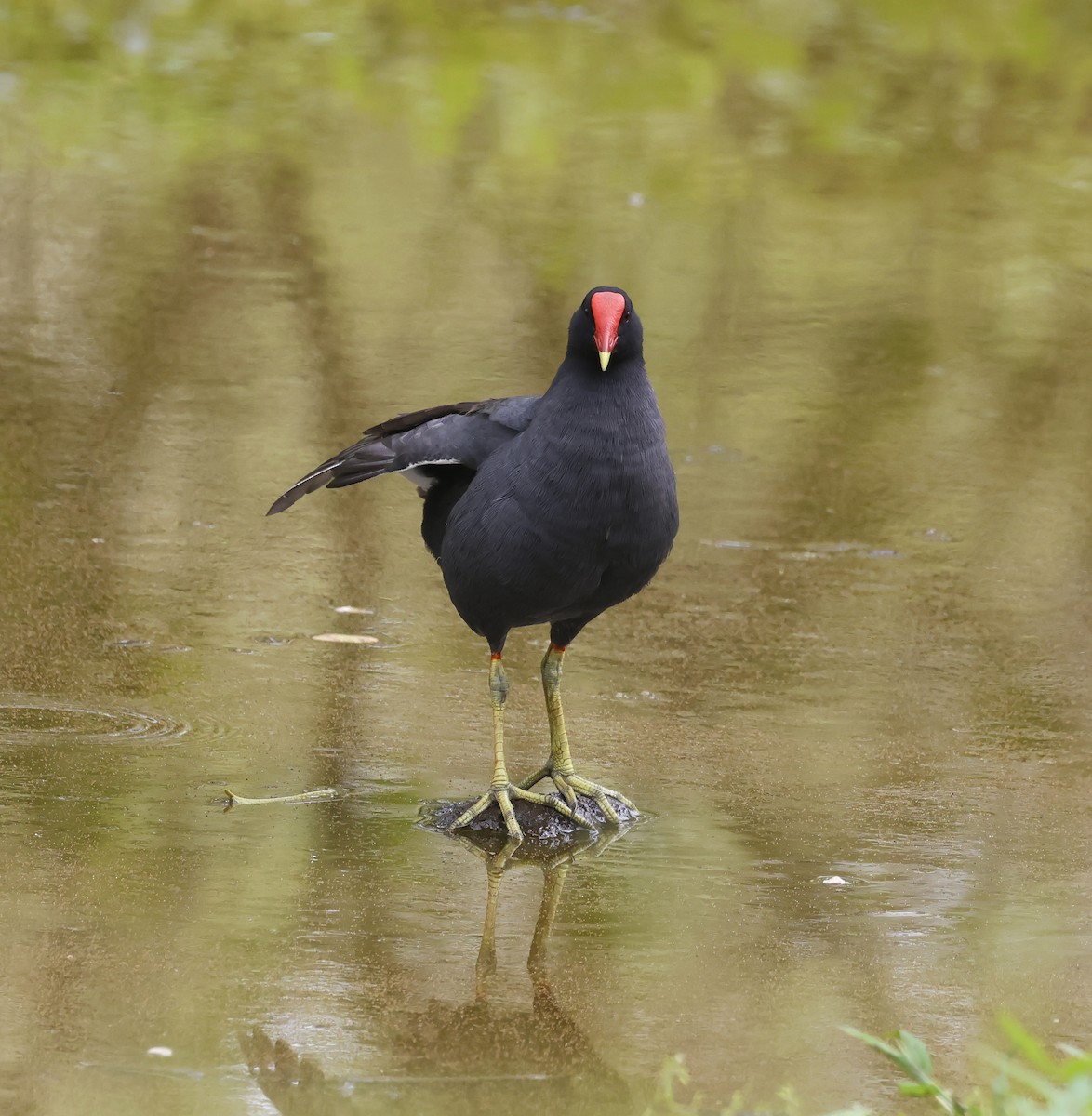 Common Gallinule - ML629376384