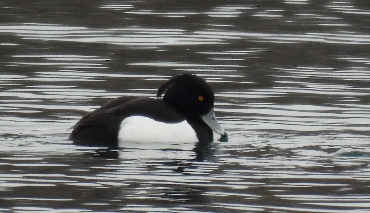 polák chocholačka - ML629376594