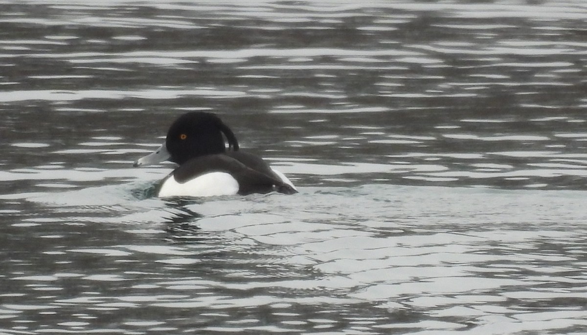 polák chocholačka - ML629376595