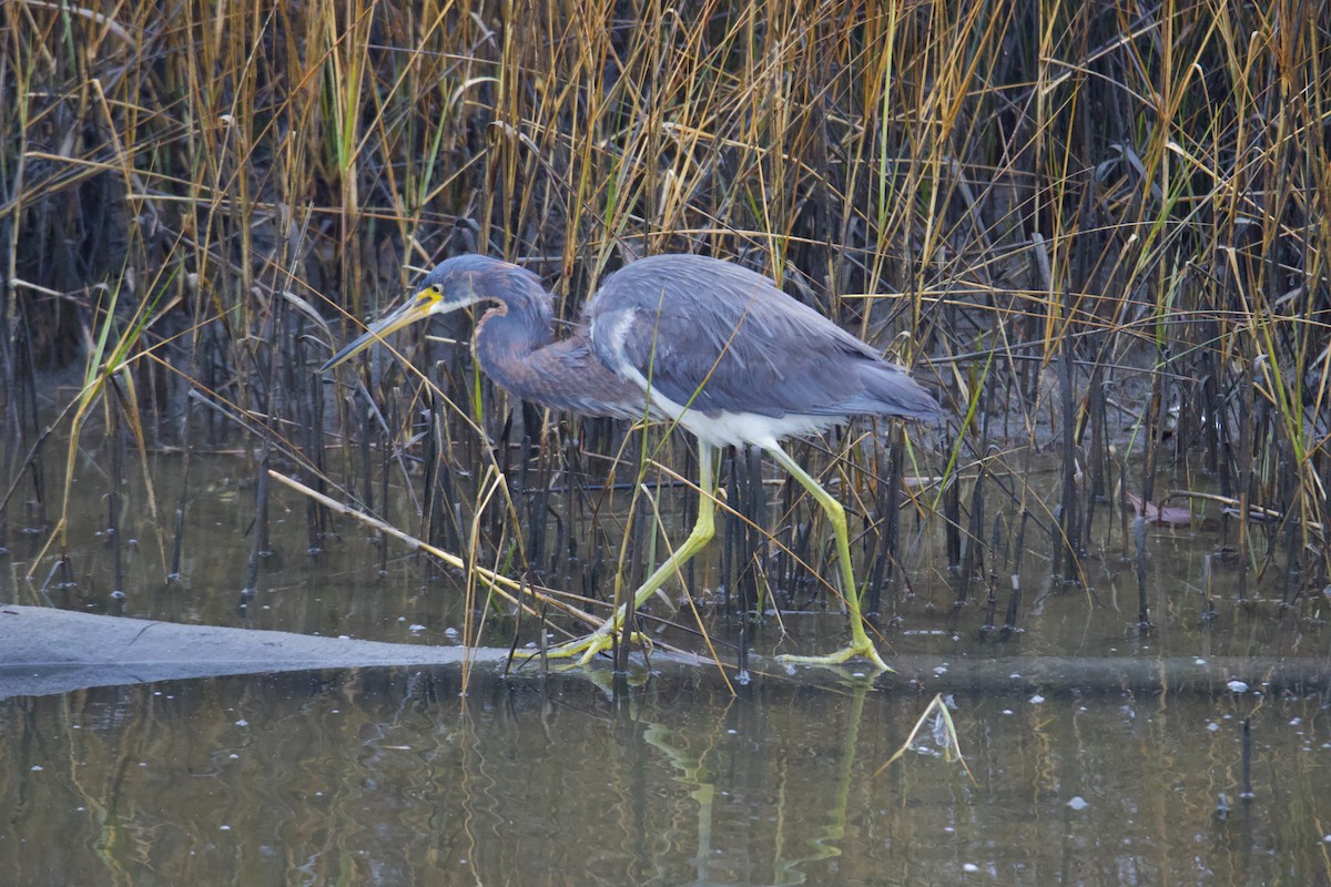Tricolored Heron - ML629376628