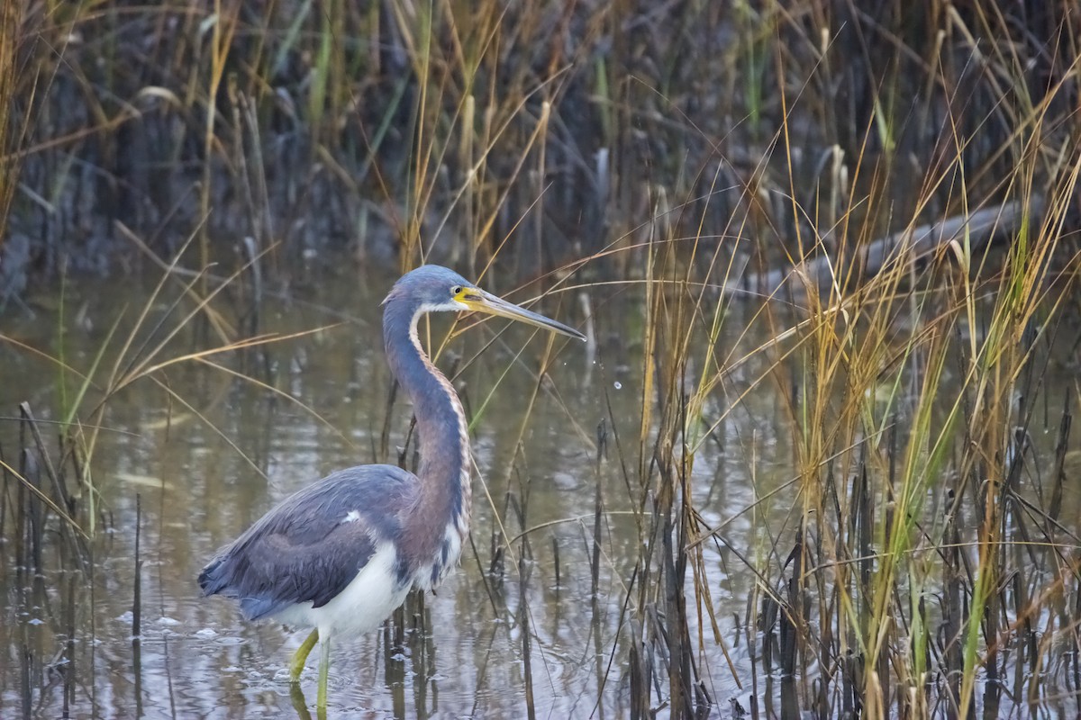 Tricolored Heron - ML629376629