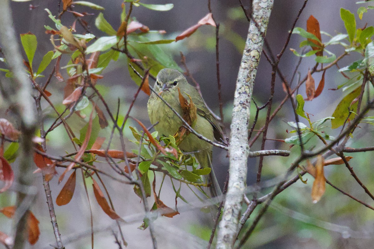 Orange-crowned Warbler - ML629376650
