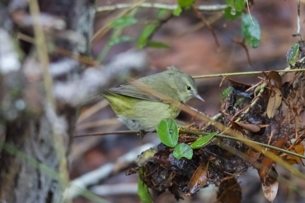 Orange-crowned Warbler - ML629376651