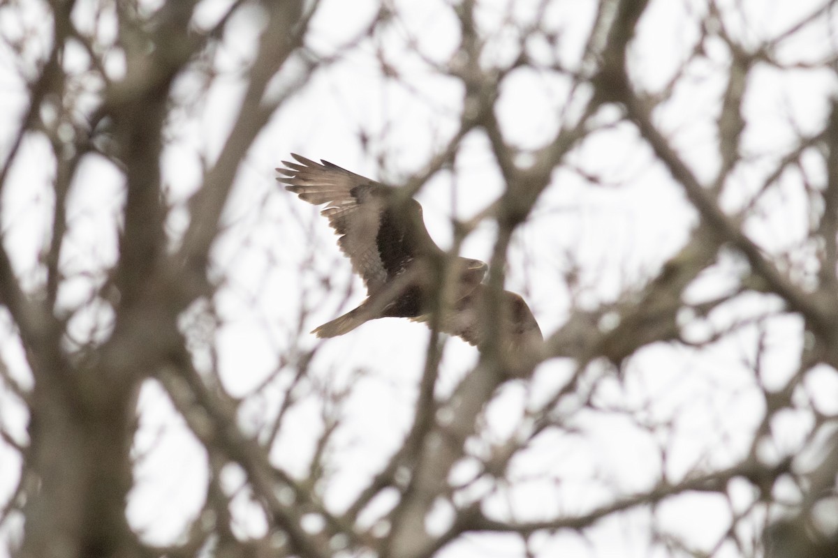 Ferruginous Hawk - ML629376653