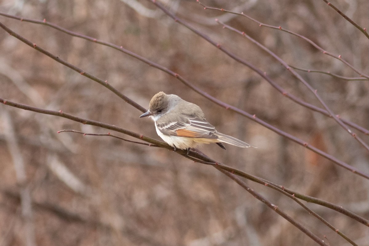 Ash-throated Flycatcher - ML629376670