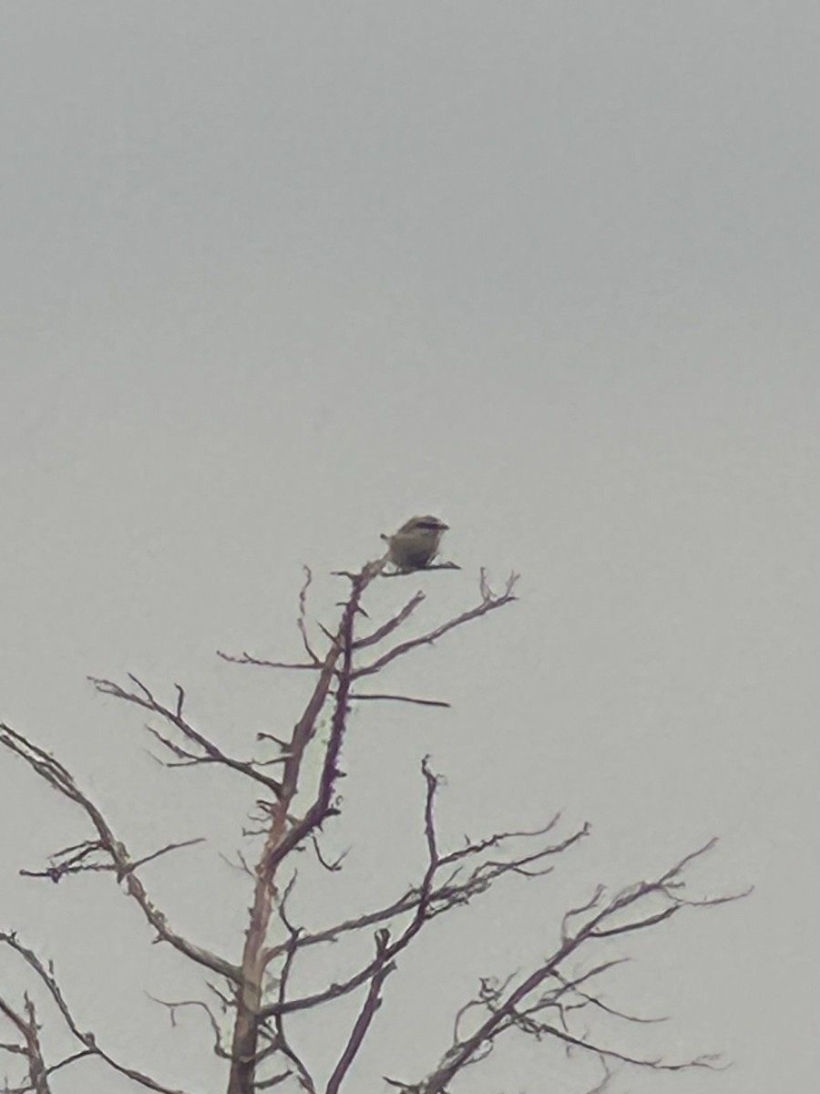 Northern Shrike - ML629376698