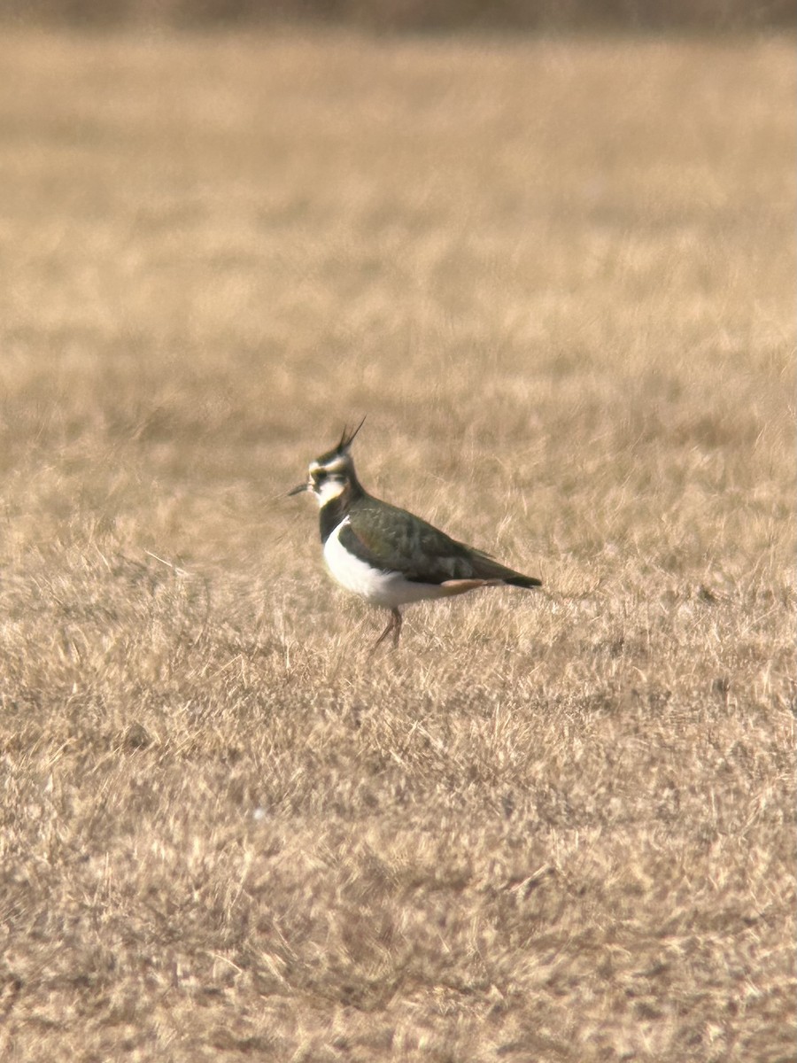 Northern Lapwing - ML629376719