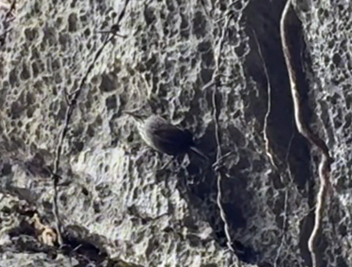 Annam Limestone Babbler - ML629376859