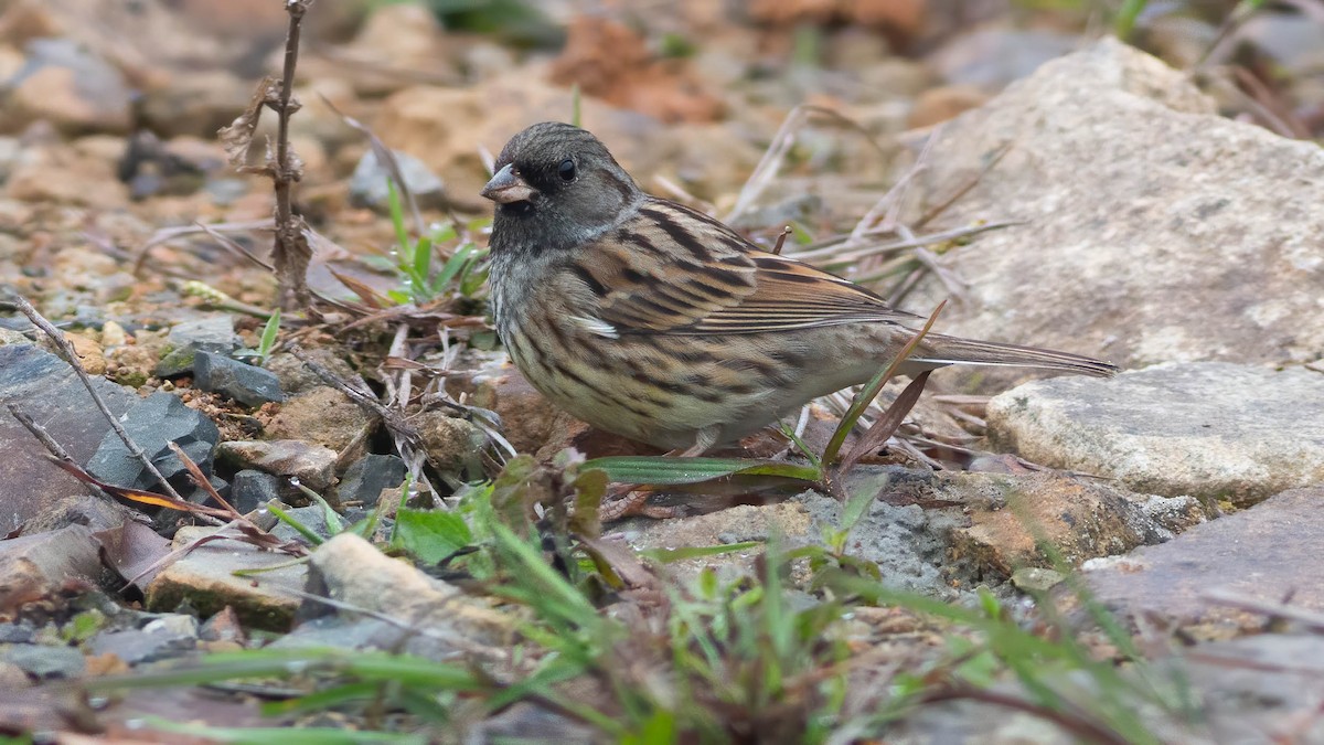 Black-faced/Masked Bunting - ML629376927
