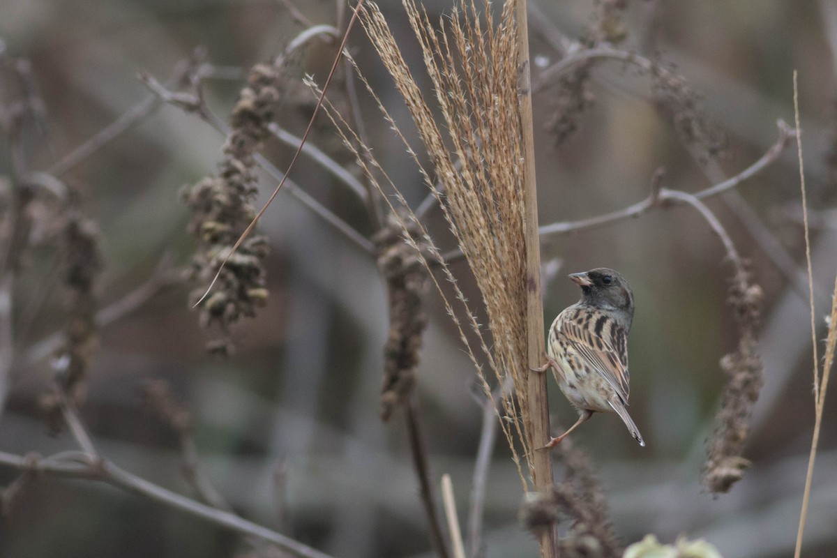 Black-faced/Masked Bunting - ML629376928