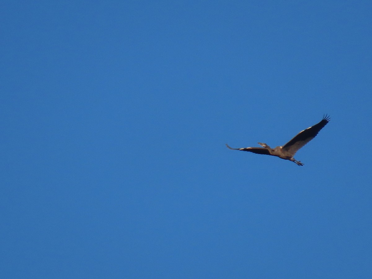 Great Blue Heron (Great Blue) - ML629377169