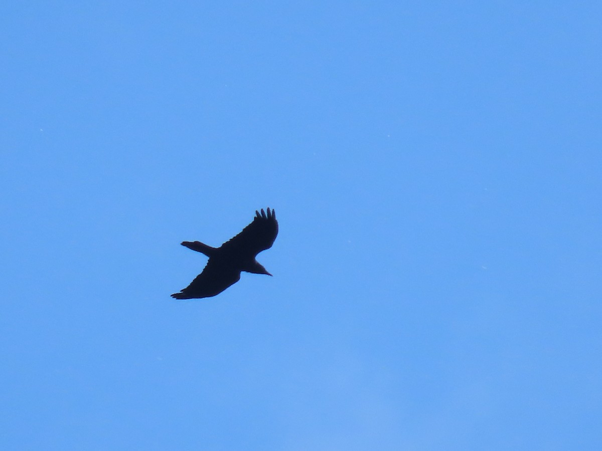 Common Raven - ML629377187