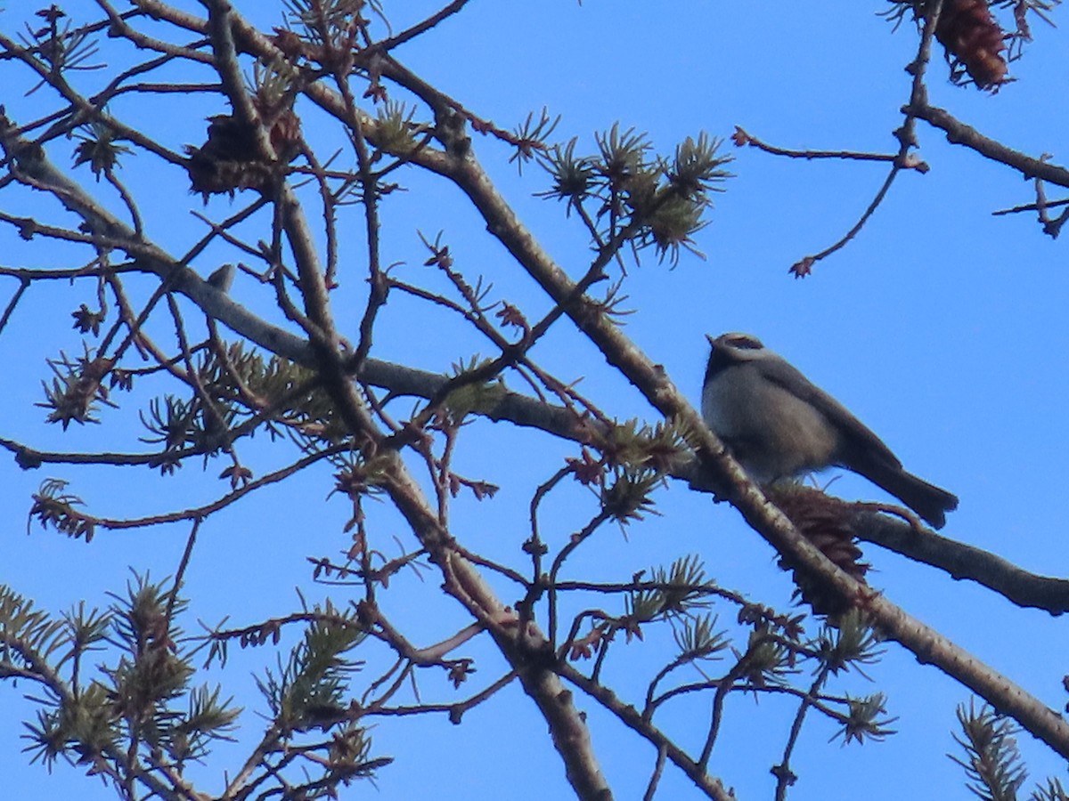 Mountain Chickadee - ML629377190