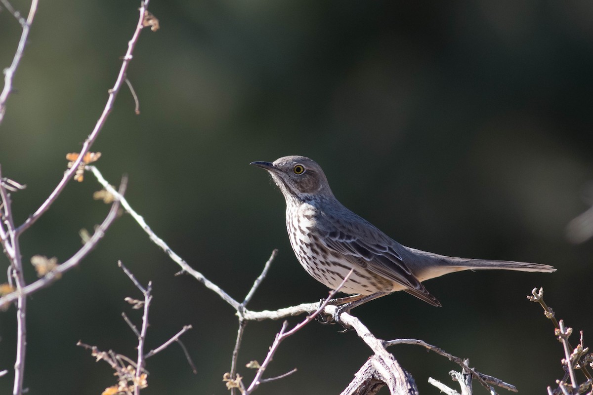 Sage Thrasher - ML629377215