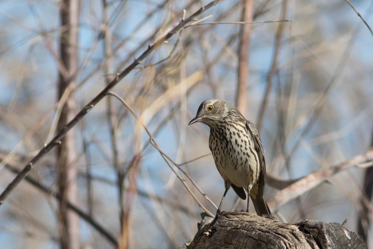 Sage Thrasher - ML629377246