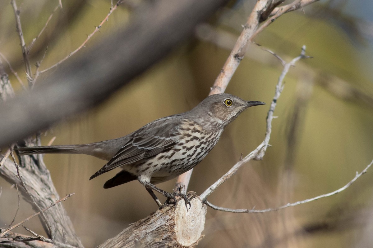 Sage Thrasher - ML629377257