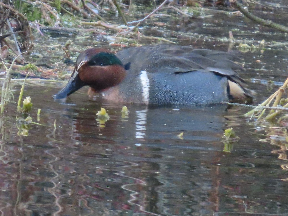 Green-winged Teal (American) - ML629377271