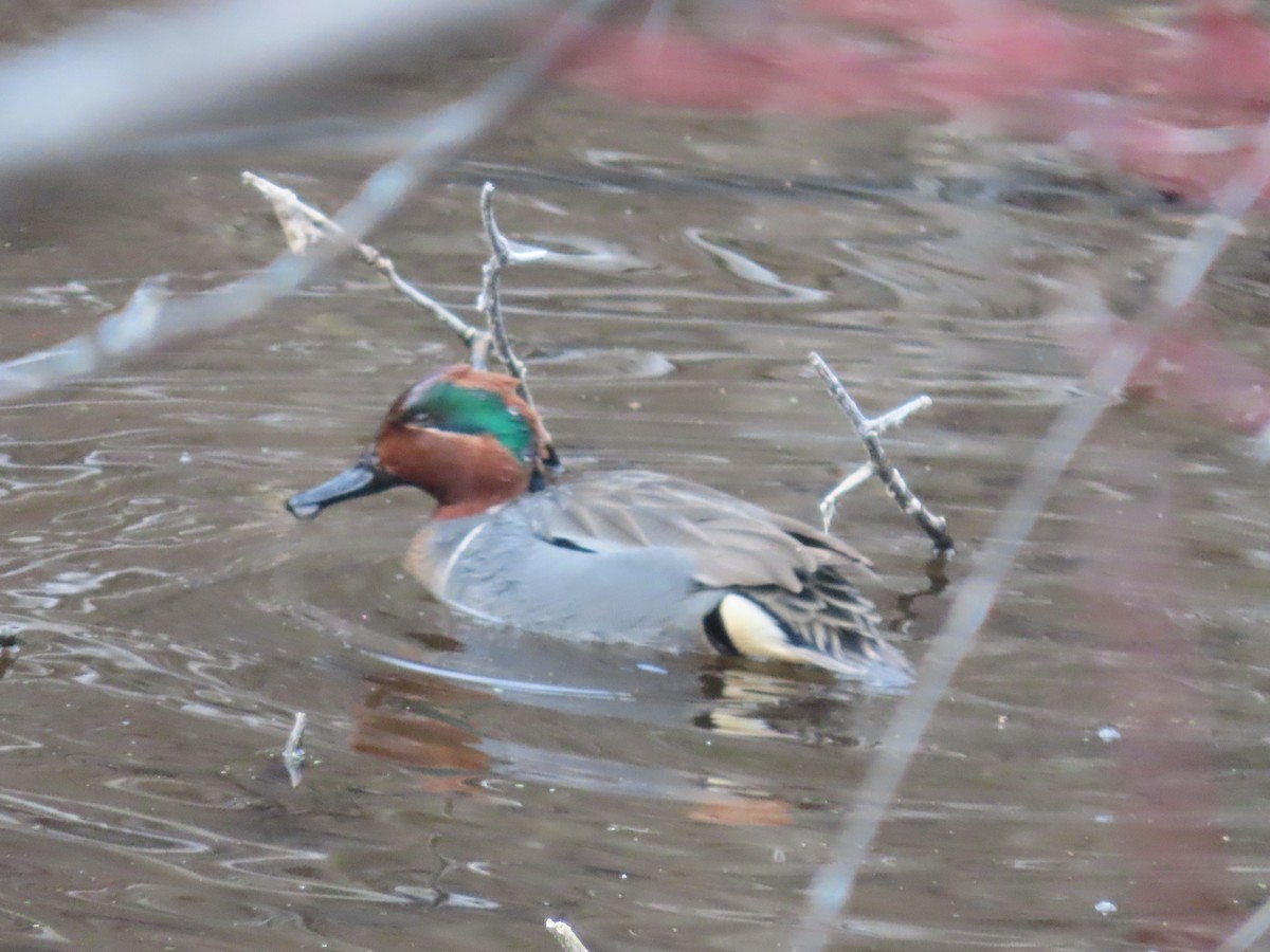 Green-winged Teal (American) - ML629377272