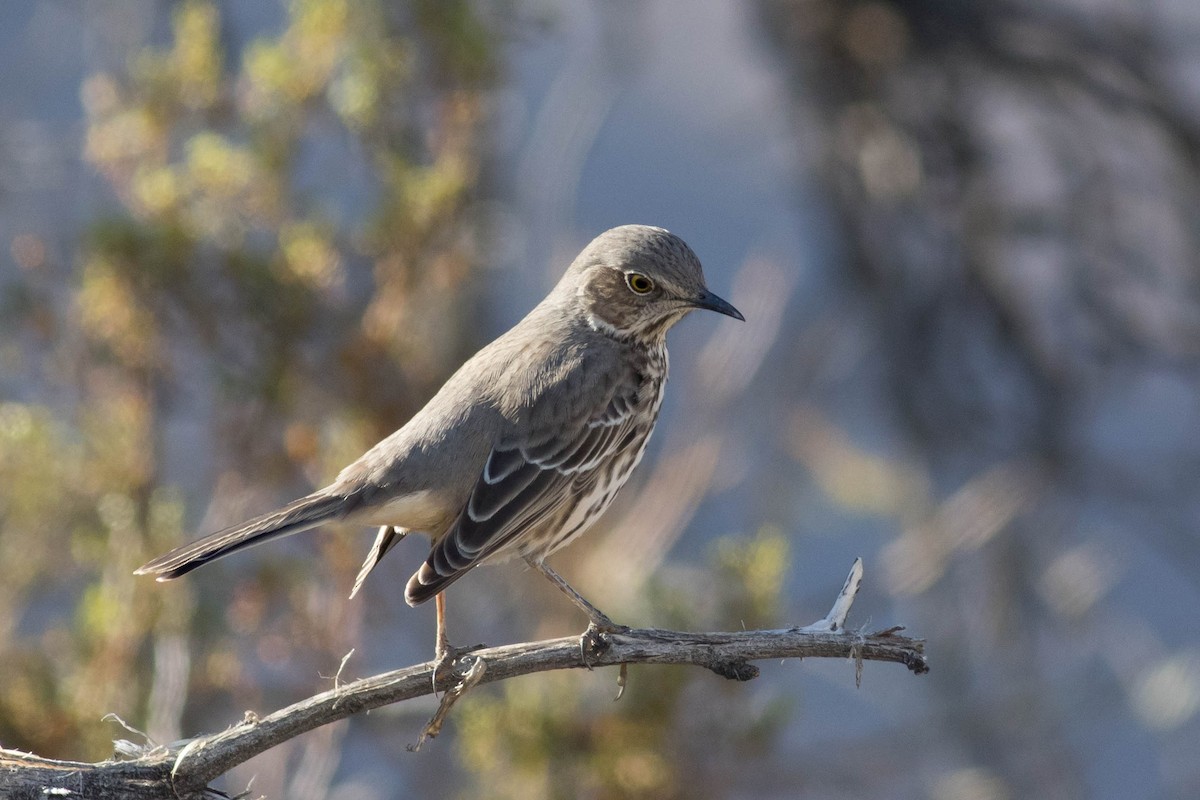 Sage Thrasher - ML629377277
