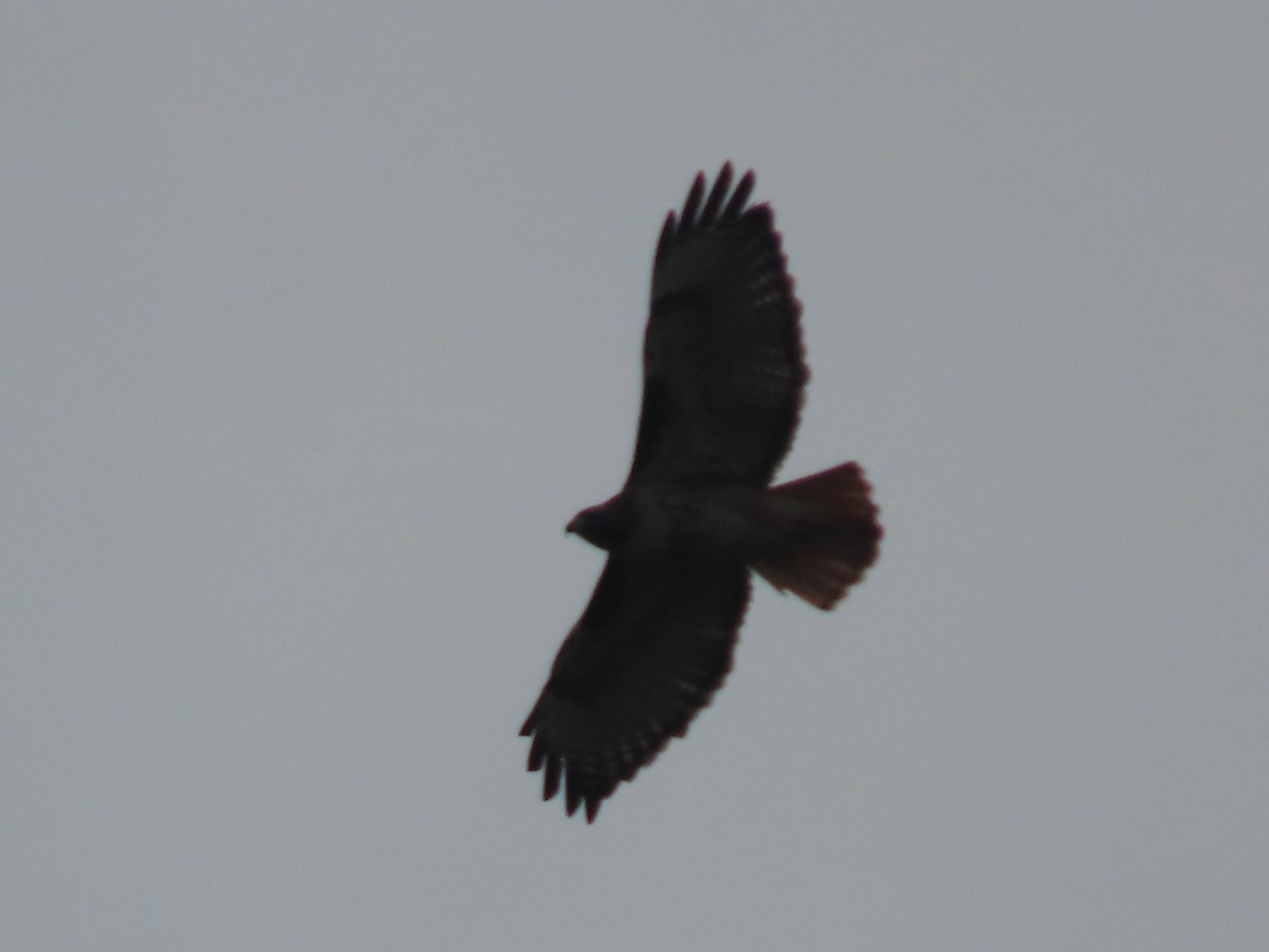 Red-tailed Hawk - ML629377282