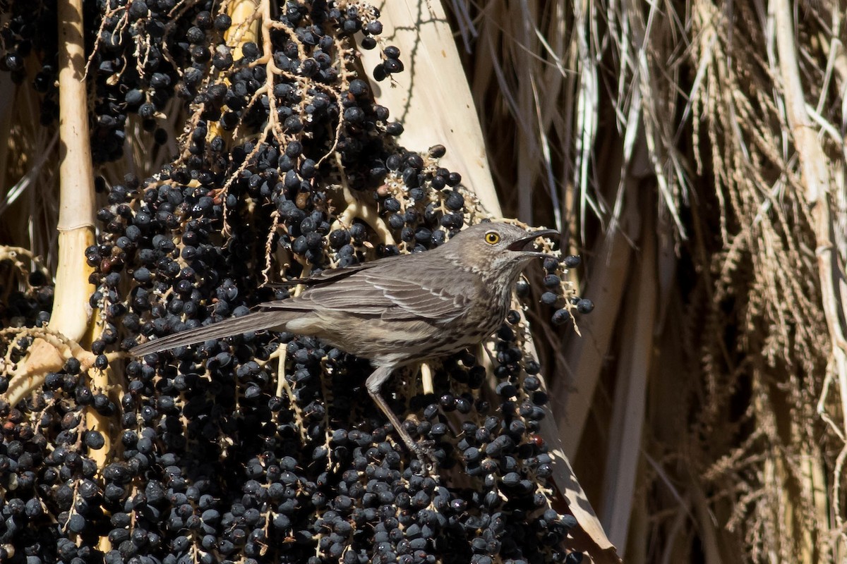 Sage Thrasher - ML629377293