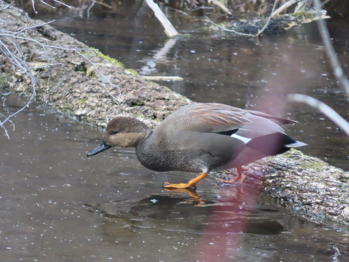 Gadwall - ML629377299