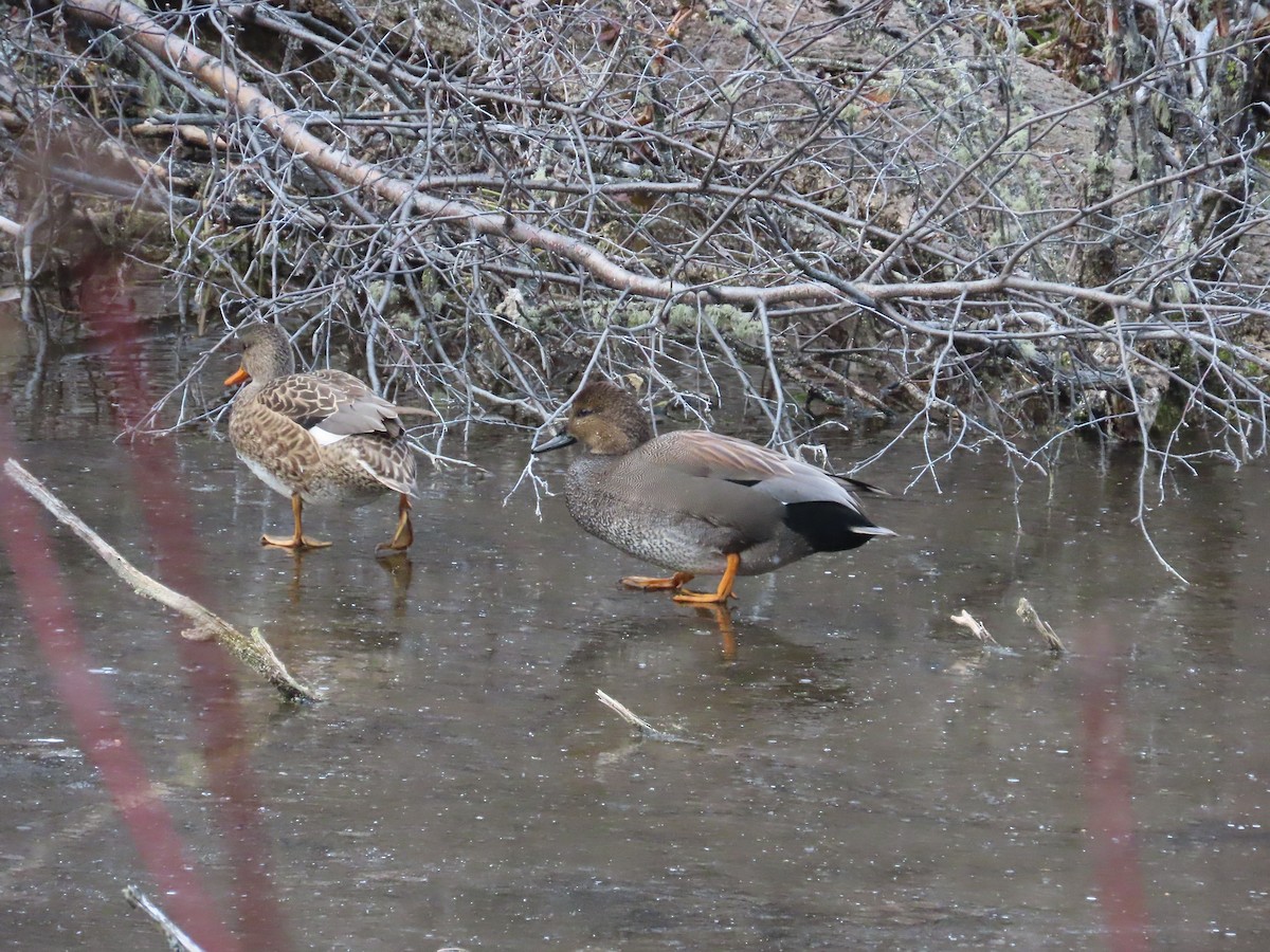 Gadwall - ML629377300