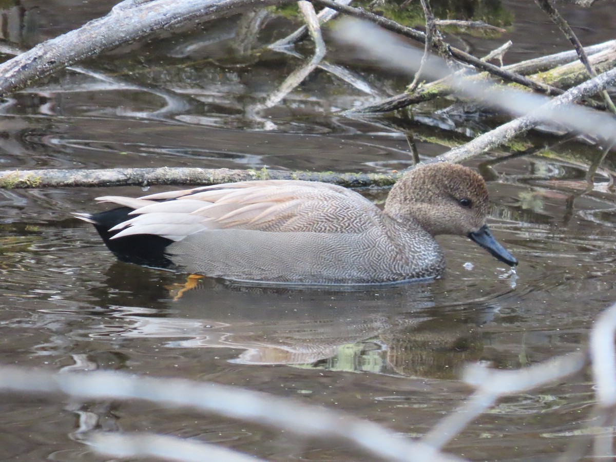 Gadwall - ML629377302