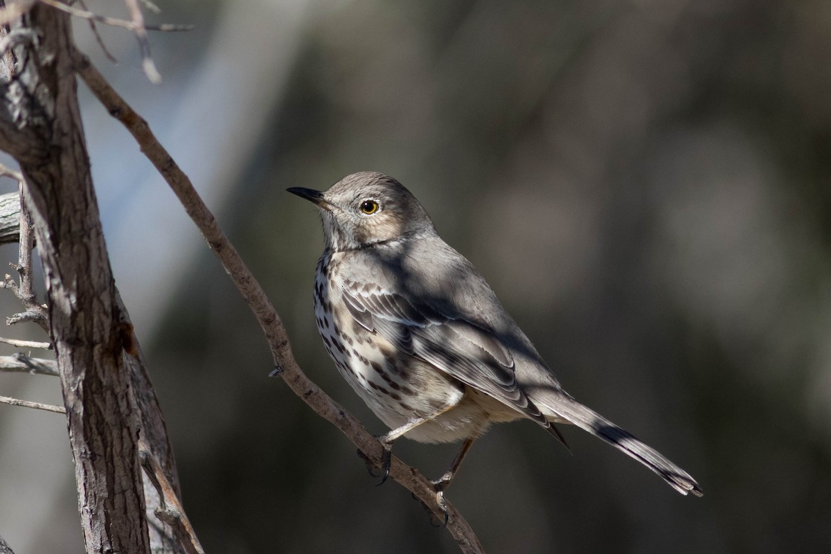 Sage Thrasher - ML629377309