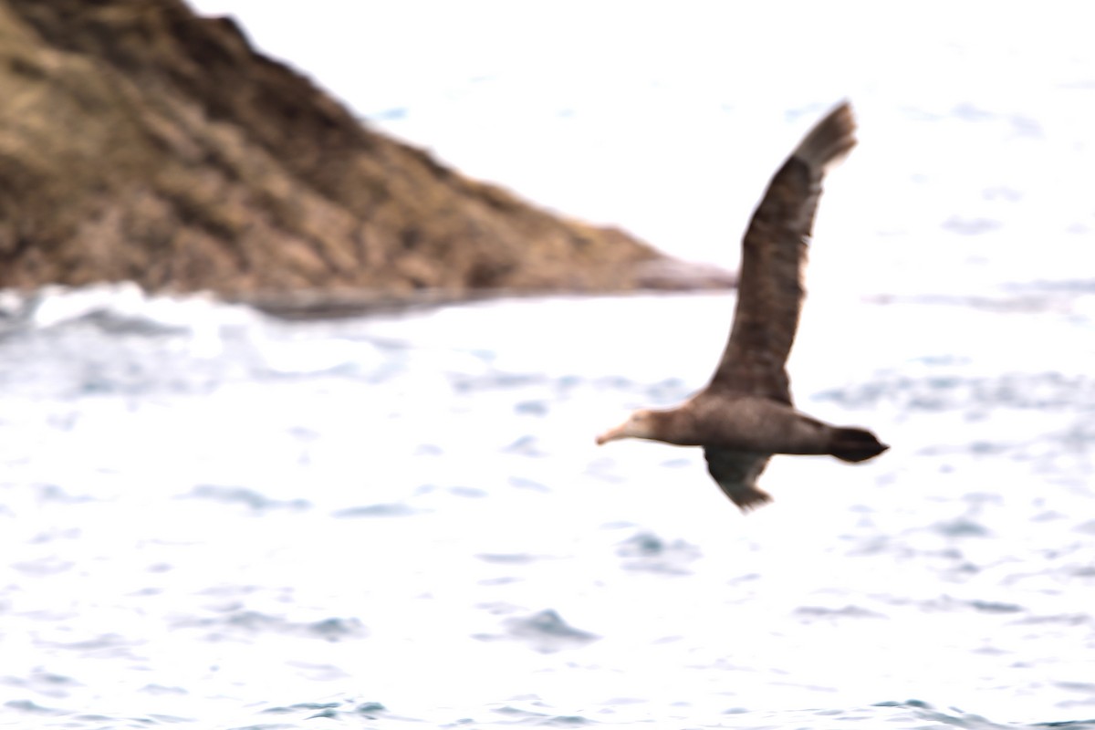 Northern Giant-Petrel - ML629377554