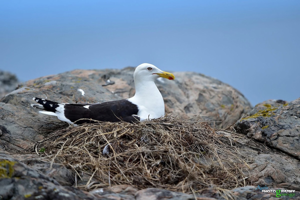Kelp Gull - ML629377587