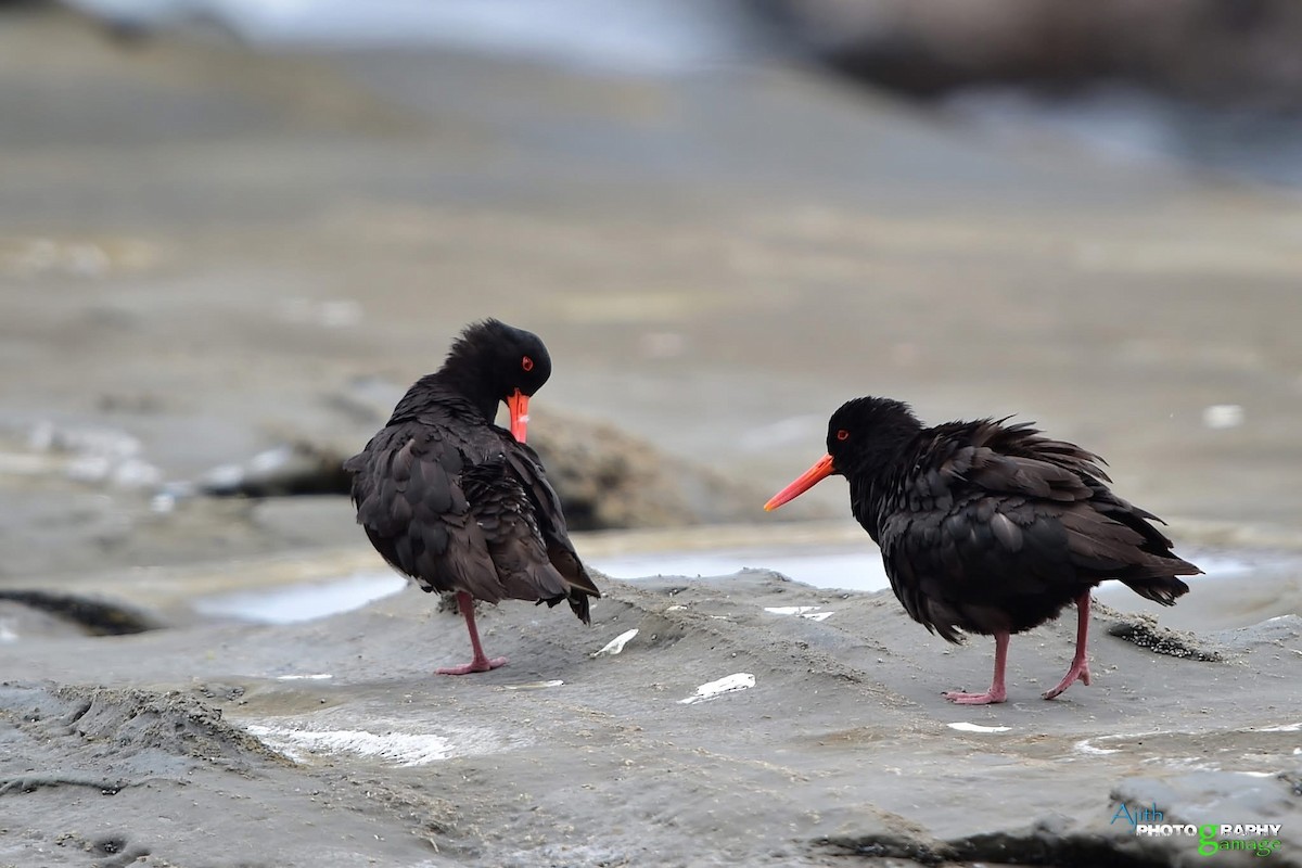 Variable Oystercatcher - ML629377597