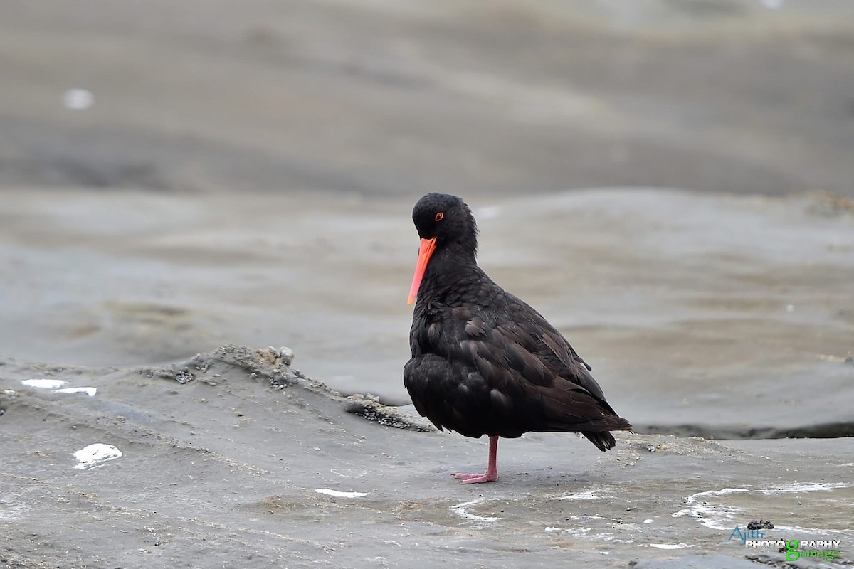 Variable Oystercatcher - ML629377598