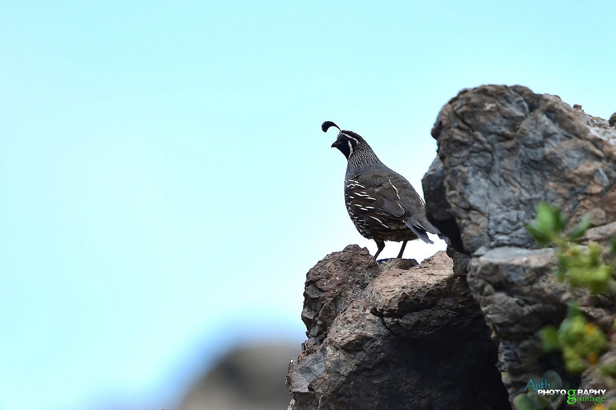 California Quail - ML629377603