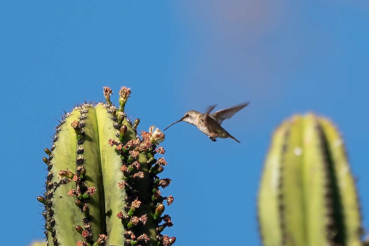 Beautiful Hummingbird - ML629378282