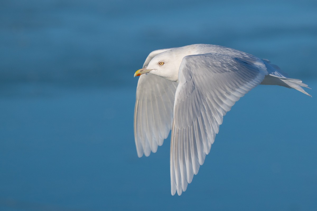 Iceland Gull (glaucoides) - Tarik Shahzad