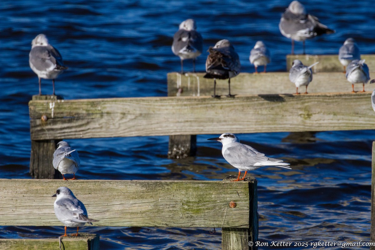 Forster's Tern - ML629378326