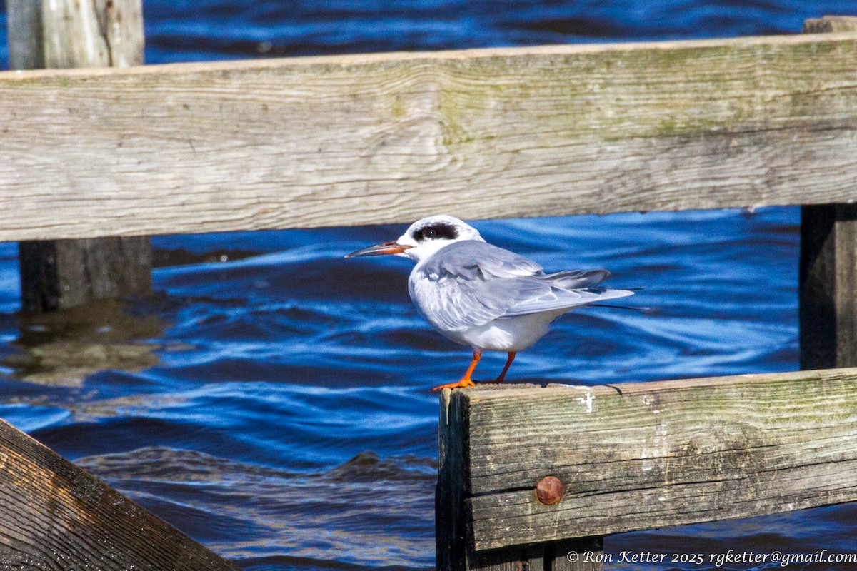 Forster's Tern - ML629378408