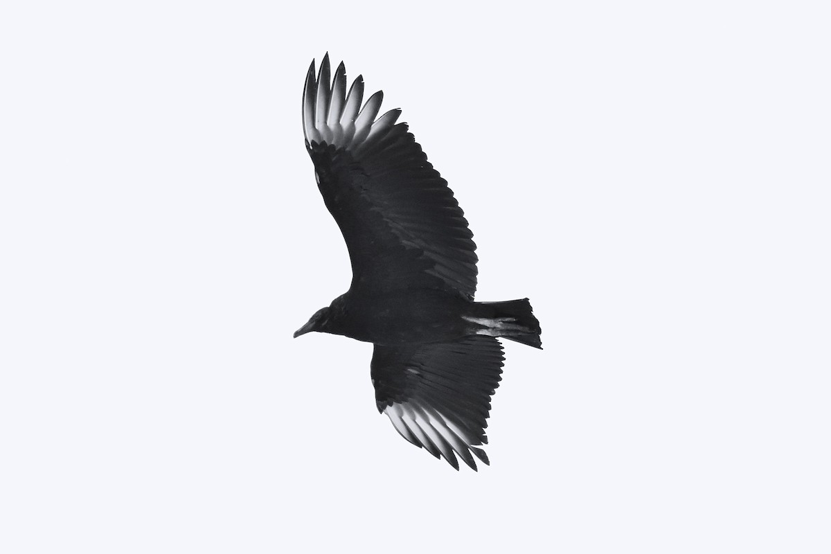 Black Vulture - ML629378762
