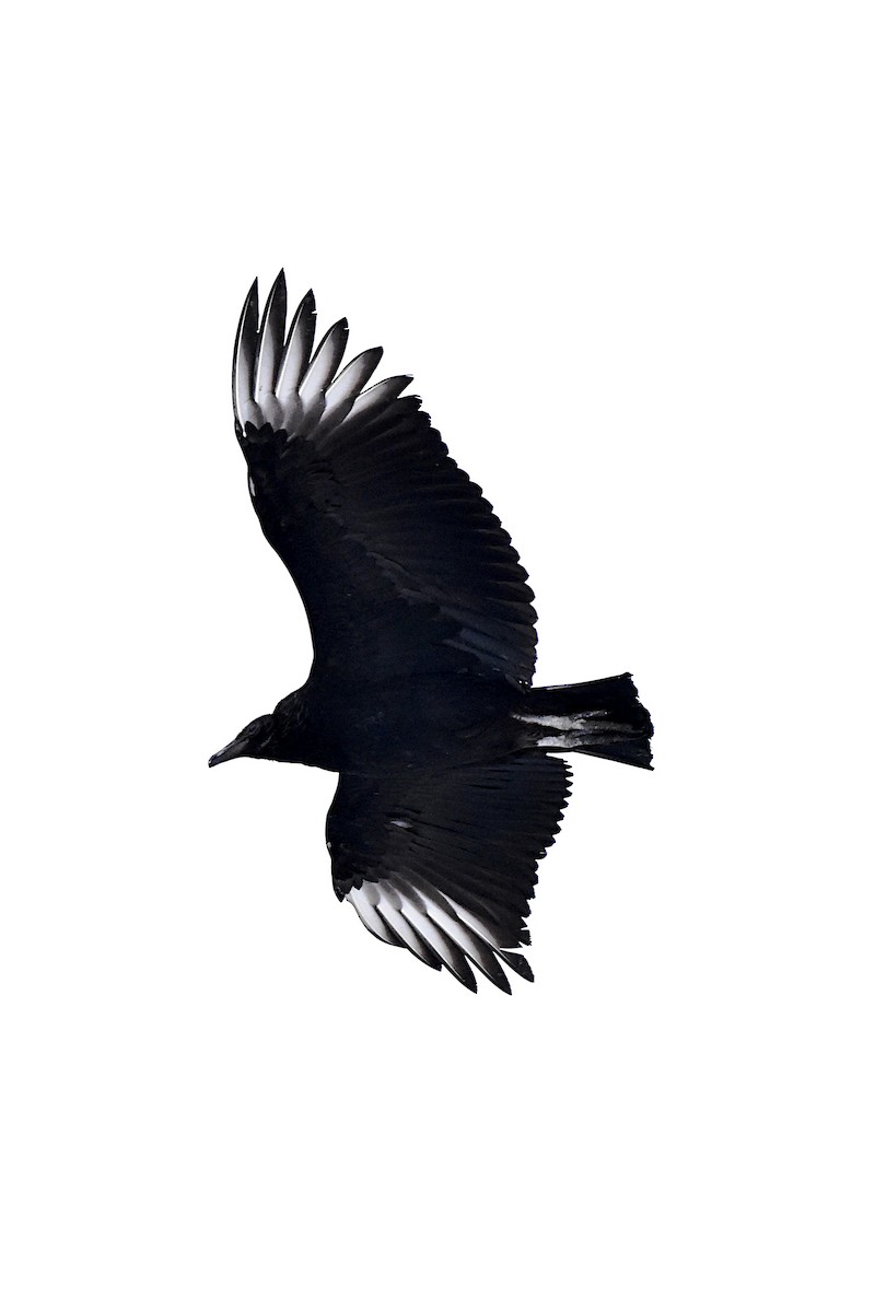 Black Vulture - ML629378764