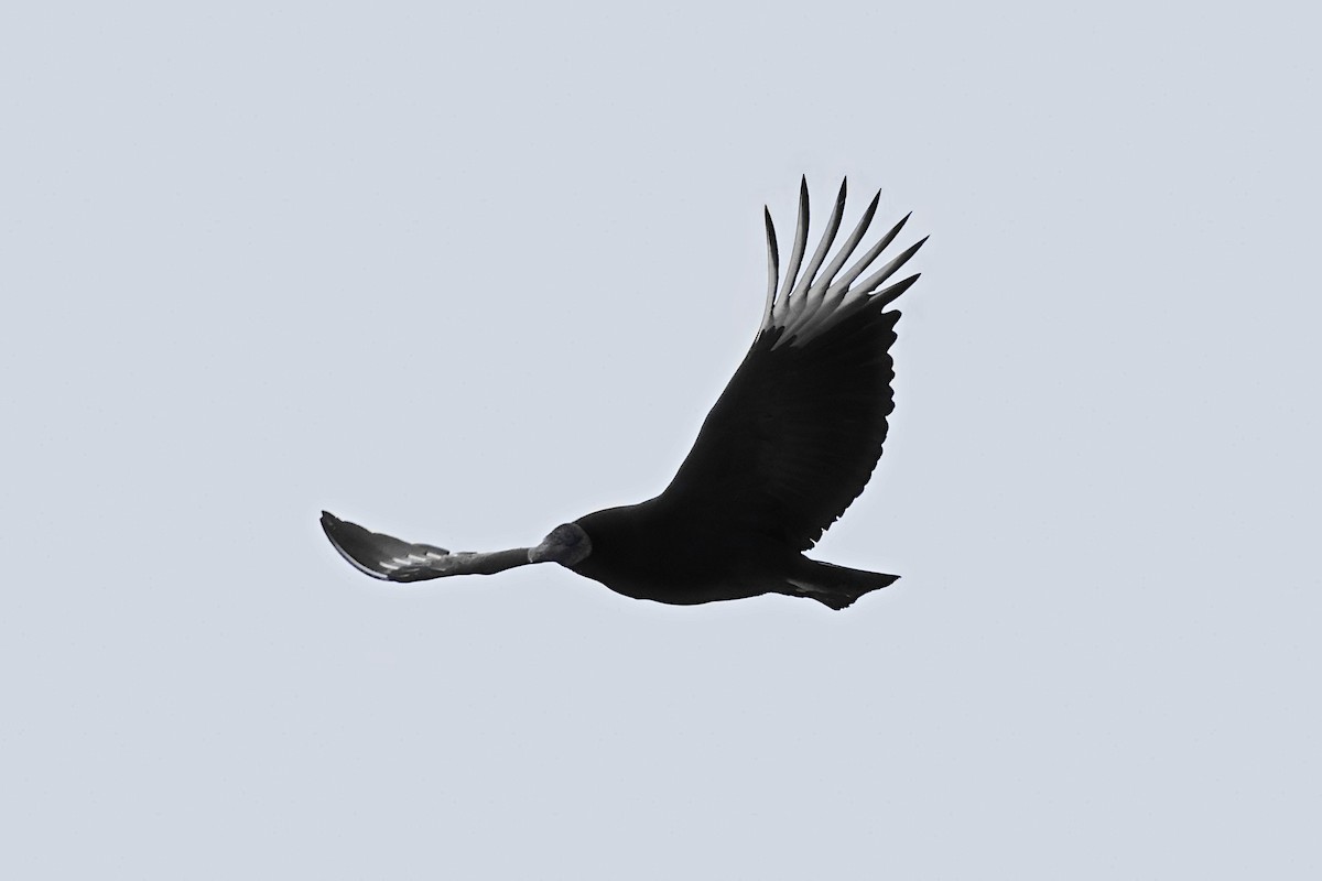 Black Vulture - ML629378765
