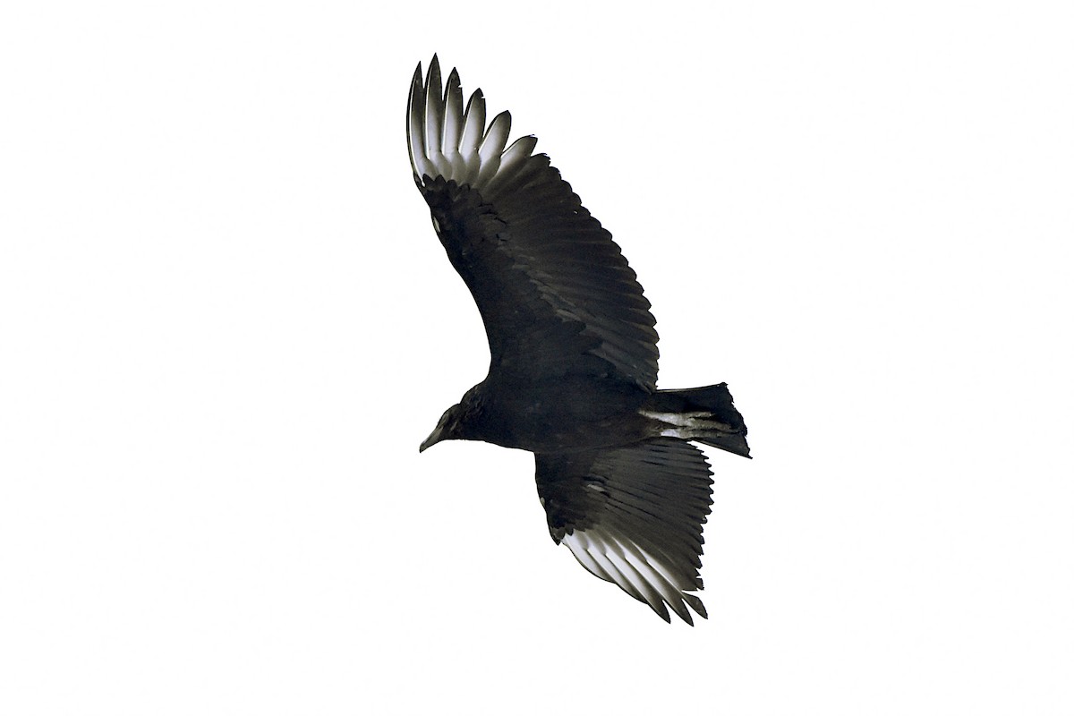 Black Vulture - ML629378766