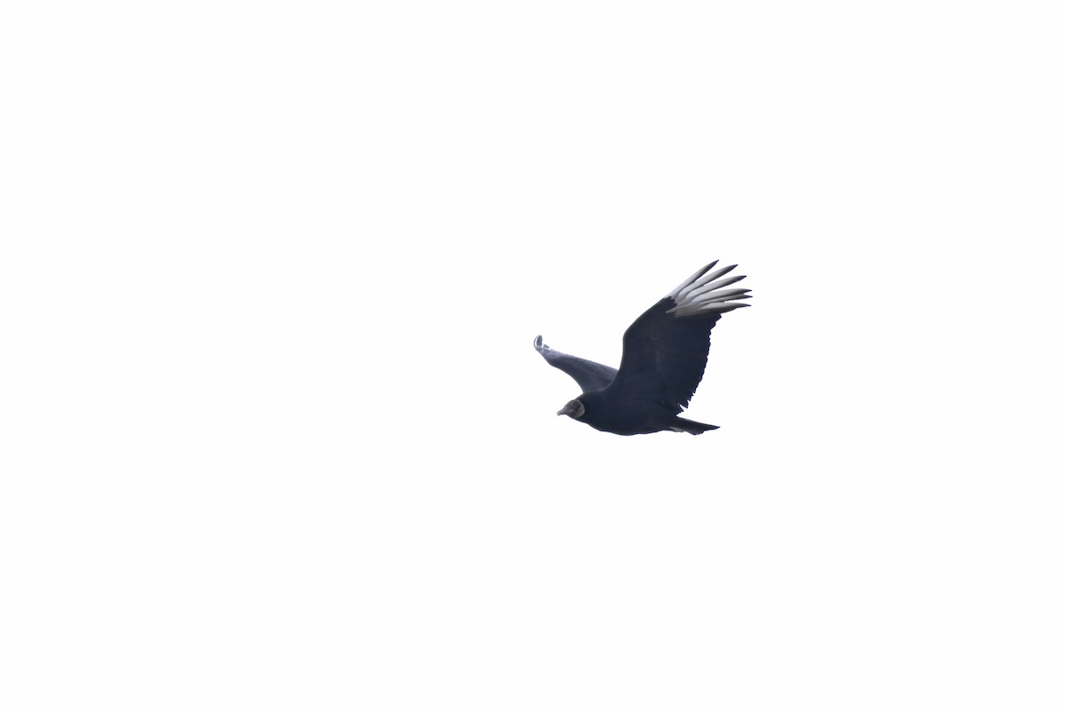 Black Vulture - ML629378768