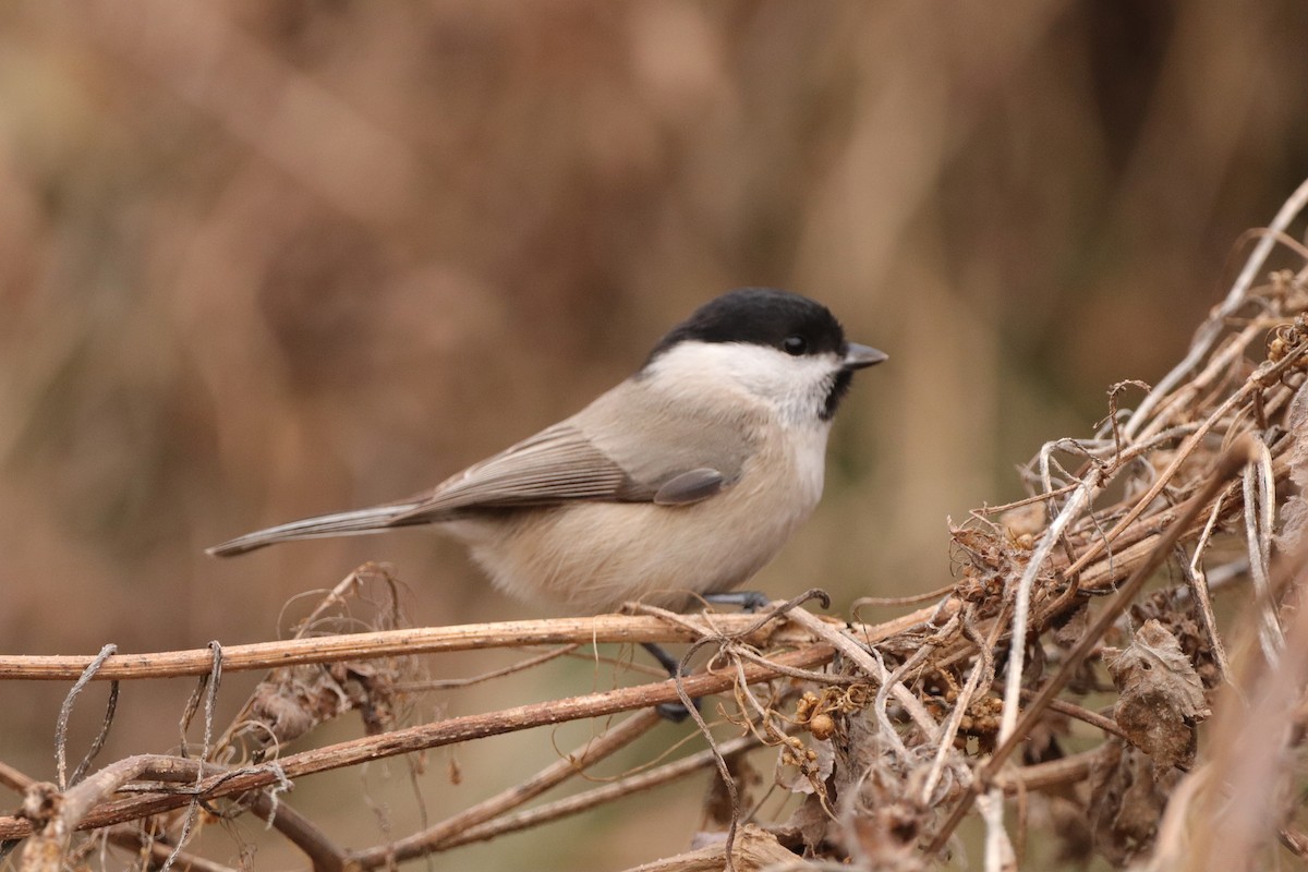Mésange nonnette - ML629378771