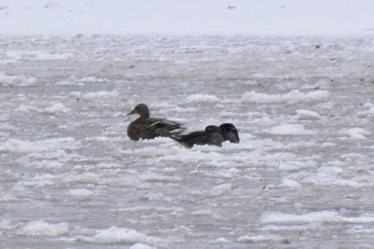 Wood Duck - ML629378800